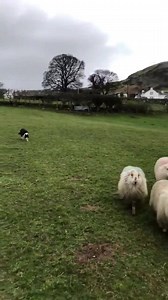 Jo coming along very nicely | Gareth Wyn Jones