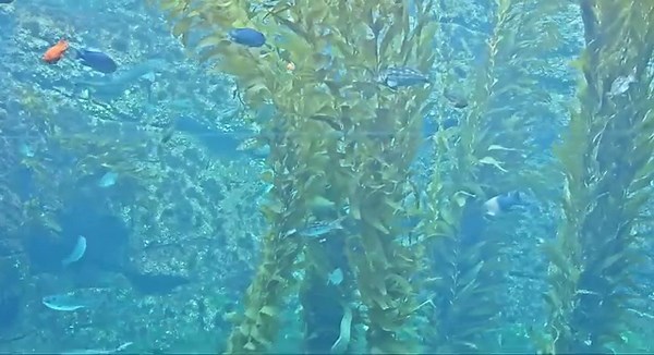 Dive into the mesmerizing world of the Giant Kelp Forest at Birch Aquarium! Keep your eyes peeled, you might just catch a glimpse of the elusive leopard shark gliding gracefully through the swaying kelp! 🦈✨ #BirchAquarium #KelpForest #UnderwaterWonder #LiveStream #hdontap #leopardshark https://hdontap.com/index.php/video/stream/birch-aquarium-at-scripps-live-kelp-cam | HDOnTap