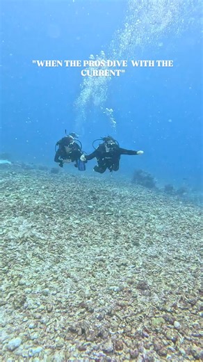 93K views · 643 reactions | When the current goes full Komodo mode and the dive turns into pure adrenaline : @bluebubbles_01 | Diving Specials | Facebook