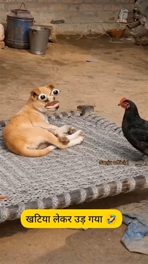 खटिया लेकर उड पाड़ा कुत्ता🐕🤣 #funny #comedy #jokes #short #video