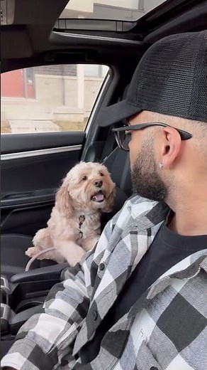 Mini Cockapoo tells her dad she’s his soul dog 🥺 #minicockapoo #puppylove #dogs