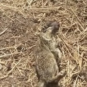 1.5M views · 10K reactions | Snake Vs Squirrel Fight | Pets US | Facebook