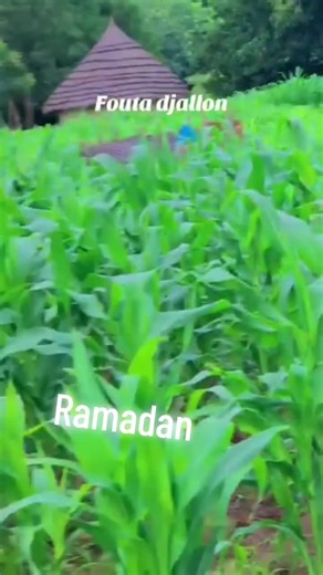 Exploring Ramadan Traditions in Guinea and Senegal