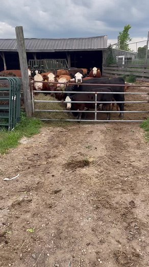 Cows on a Farm: Observing Their Daily Activities