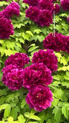 “Nature’s Most Beautiful Spring Flowers 🌷🌸”
