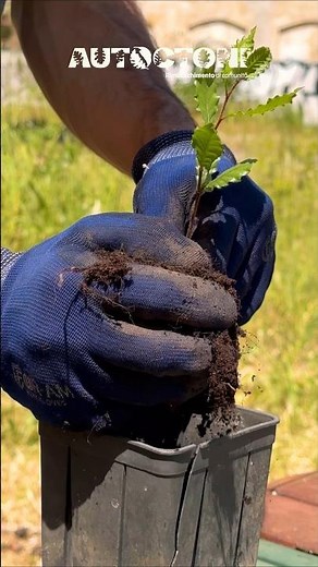 Come è nato il nostro bosco di comunità 🌲💚 #riforestazione #associazione #impatto