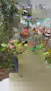 202 reactions · 21 shares | Fertilise Photinia Red Robin ,Coral Berry...