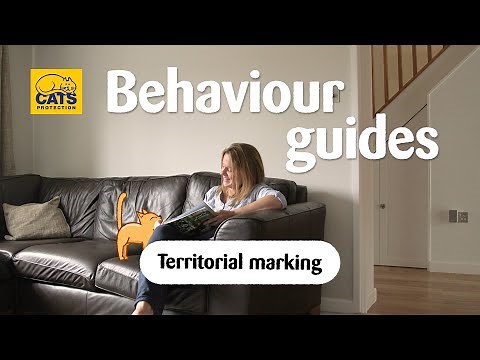 Cats and spraying | Cats Protection behaviour guides
