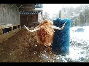 The Best Scratching Post, EVER