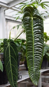 You're cordially invited to visit the royals... 👑🌿 ...on a Behind the Scenes Glasshouse Tour! 📆 Wednesday, 23 October l 11am - 12:15pm 📍 Royal Botanic Garden Sydney | Botanic Gardens of Sydney