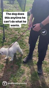 115K views · 877 reactions | Dogs Can Protest And Have A Temper...