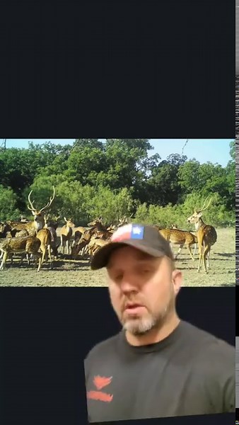 Axis Deer in Texas – The Hunt for This Unique Species!