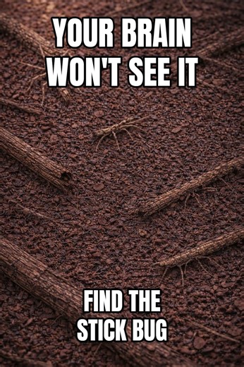 Your Brain Won’t See This Stick Bug | 95% FAIL