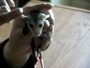 Meet A Baby Opossum