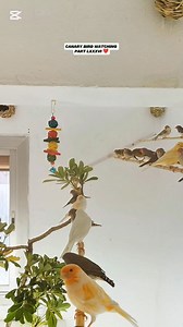 CANARY BIRD WATCHING PART LXXXVI ❤️ #dinothecanarybird #fypシ゚viralシ #zebrafinch #birdwatching #pajaros #birdlife #birdlovers #petlovers #birds #pet #animallover #aviary #canarybird | Emily Mabilangan