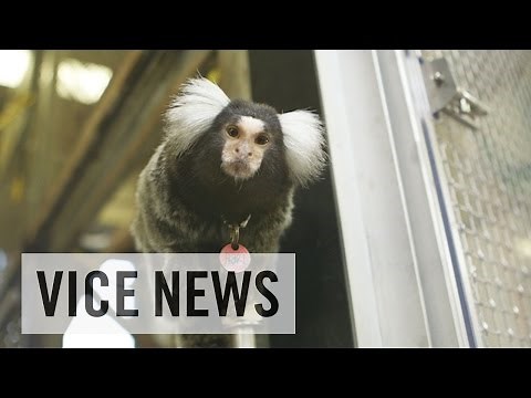 Training Monkeys for Experimental Use (Extra Scene from 'Inside The Monkey Lab')