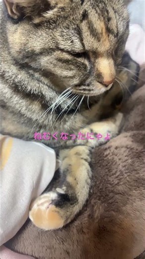 おやすみなさい😴#shorts #ねこ動画