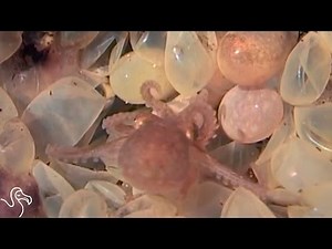 Octopus Birth and Why Octo Moms Are The Best | The Dodo