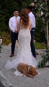 8.1K views · 93 reactions | “This looks like a good place to lay.” - this pup, probably.  : Emmak Films | The Knot | Facebook