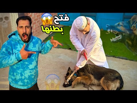ابويا اكتشف في بطن بولا جراوي ام لا بطريقه عجيبه جدا !😱