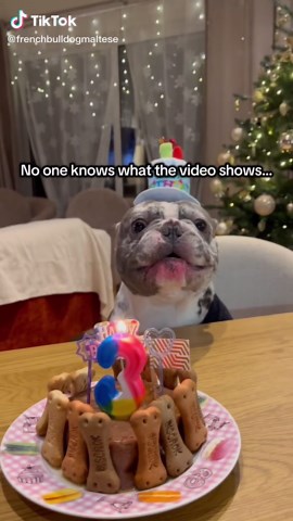 Happy Birthday Celebration with Funny Dogs