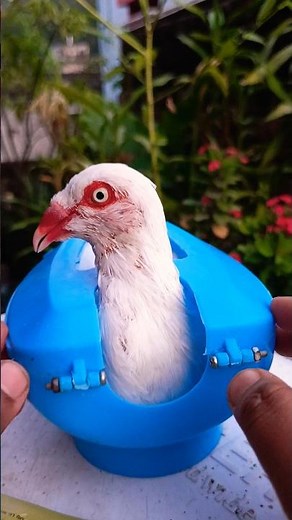 Pigeon treatment 1453 #kalapati​ #birds​ #shorts​ #pigeon​ #kabutar​ #pets​ #pigeontreatment