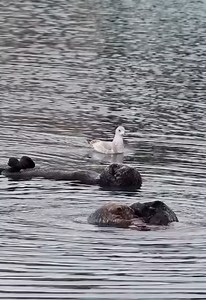 Two contrasting fur care styles between sea otters — which one are you?