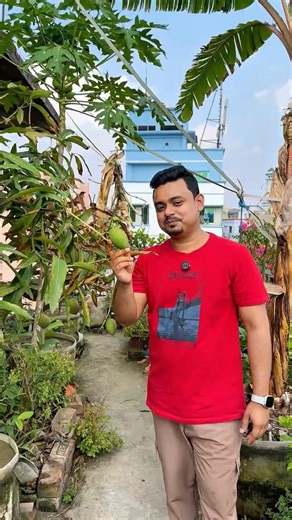 গুটি ঝরা আর ফল ফাটা? 😳 এই একটাই দিলে সব ঠিক! 🔥🥭