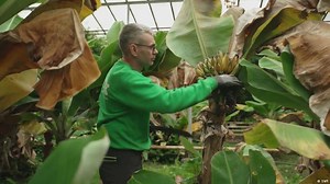 How freezing Iceland became a vegetable-growing paradise