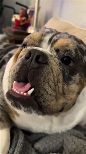 @mojosgoldenworld: Baby Mojo discovering his arch nemesis: himself 😭💛 #dog #doglover