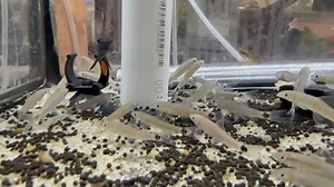 The Silver Flying Fox (Crossocheilus reticulatus) is a hardy algae eater native to freshwater rivers and streams in Southeast Asia. Ideal for larger community tanks, they help control algae but need a varied diet, including veggies and sinking pellets. Provide a well-oxygenated tank with plenty of swimming space and hiding spots! | Pet Zone Tropical Fish, San Diego, California