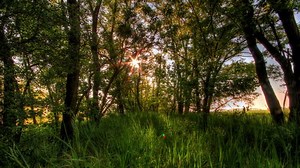 4k Time-lapse Nature Spring Forest Tracking : vidéo de stock (100 % libre de droit) 5282627 | Shutterstock