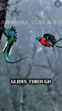 You’ve Never Seen a Bird This Colorful 😳🌈