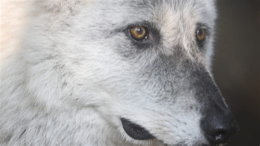 Seneca Park Zoo's gray wolf 'Timber' diagnosed with spinal condition