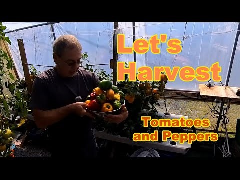 Let's Harvest Tomatoes and Peppers