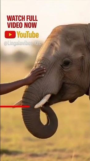 Lingala Rhumba Mix 2025 – Afro Latin Rhumba Fusion from Congo | The Best African & Latin Grooves