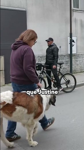 Theodore is a 70 kilo Saint Bernard! 😱 🐕 👉 The FULL video is available on YouTube