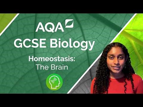 AQA GCSE Biology: The Brain (biology only)