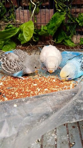 Cute Budgies Enjoying Seeds 🐦🌱 | Adorable Parakeet Feeding Time #shorts