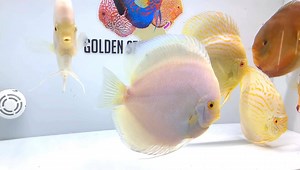 2.7K views · 58 reactions | Jumbo Mercury, Albino Turqs and Rose Red check out our website for availability https://goldenstatediscus.com | Golden State Discus | Facebook