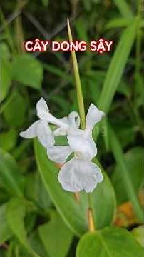 Donax canniformis #plants #donaxcanniformis