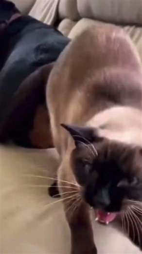 ￼ chien qui pet sur un chat#animals #funny #cute #