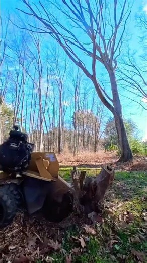 Weirdest stump this month Took maybe 10 minutes #lawncare #stumpgrinder #stumpgrinding #satisfying