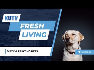 Why Is My Pet Fainting or Dizzy? Vet Explains Causes, Symptoms & Treatments