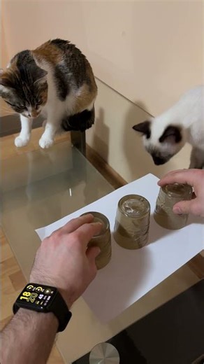 A TRIȘAT?😹 #catvlog #cat #studywithmeandmycat #animallovers #cute #kitten #pets #memes