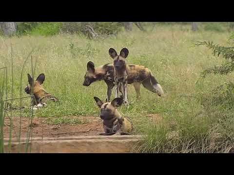Incredible African Wild Dogs in Action