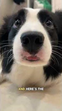 Why Your Dog Suddenly Acts Weird (Explained)