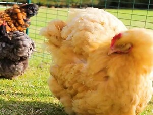 1.2K views · 1.3K reactions | Give your pets more space to play safely. Large, secure enclosures for chickens, cats, rabbits and guinea pigs. Various sizes available. | Omlet - Remarkable Pet Products | Facebook