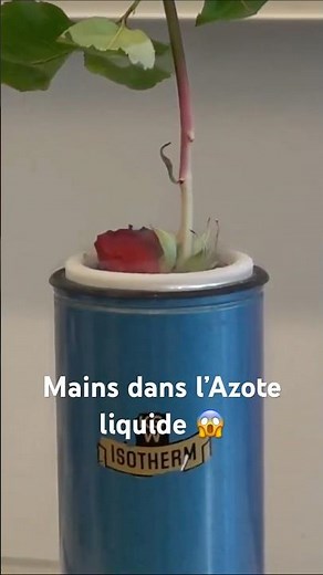 Plonger ça mains dans de l’azote liquide ça fais quoi? #azote #science #experiment (the Sciencoder)
