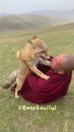 This Monkey and Fox Have a Deep Bond 💕
